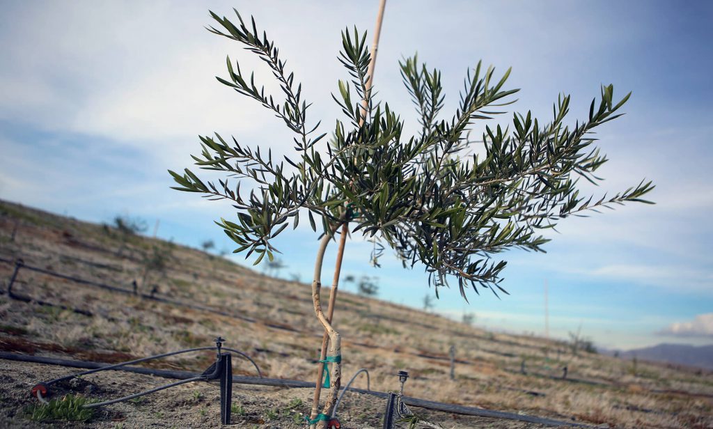 Young Olive Tree at Miralon